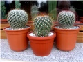 Mammillaria bombycina, mammillaris 